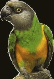 Papousek_senegalsky