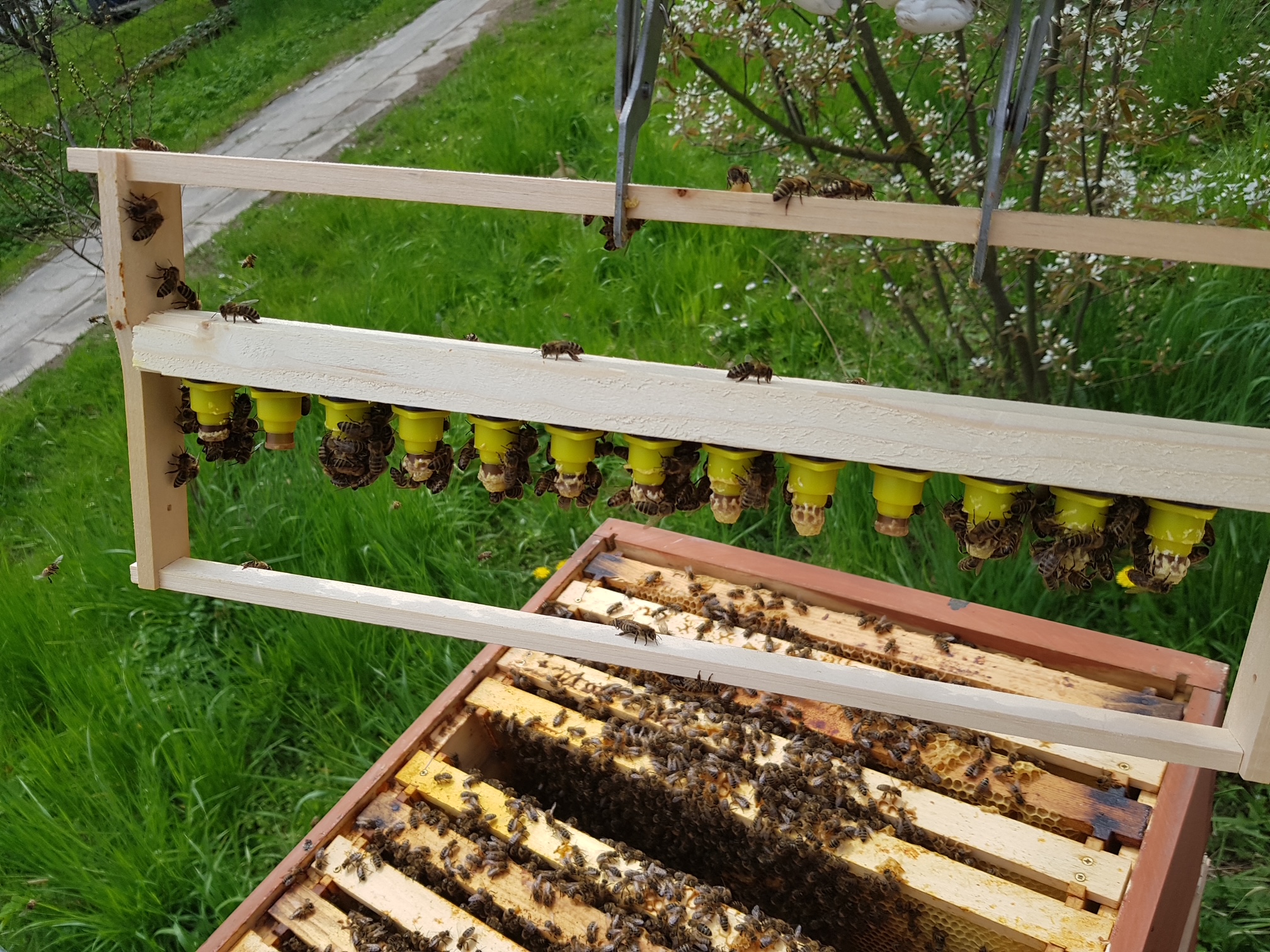 Chov včelích matek