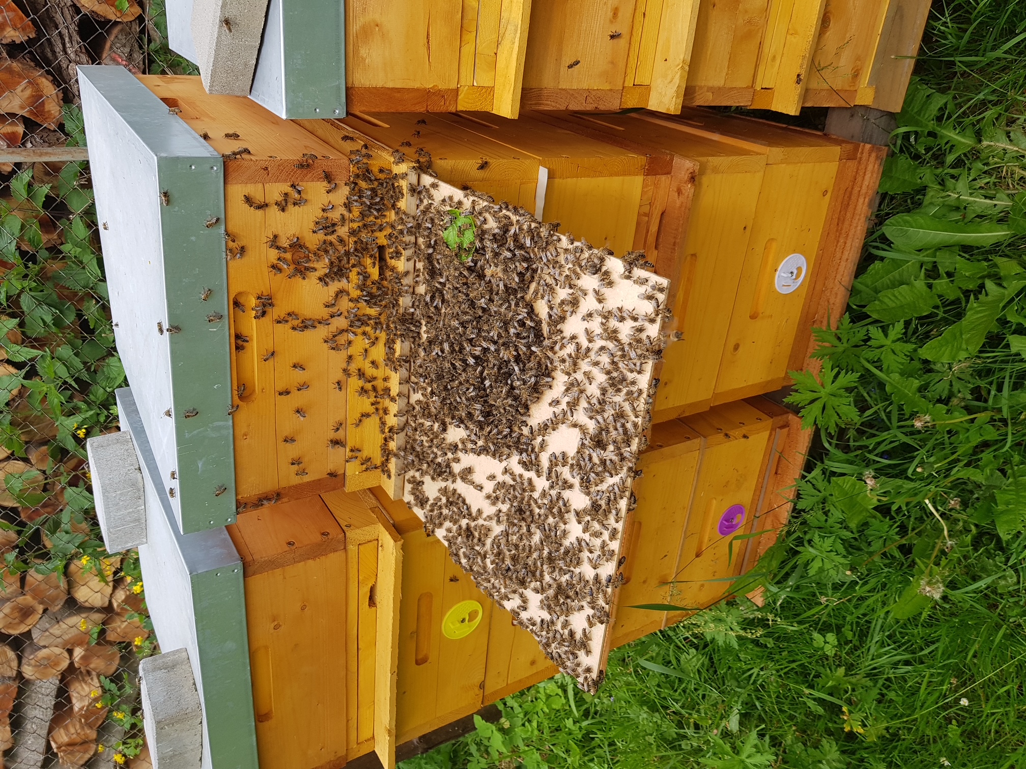 Usazování včelího roje